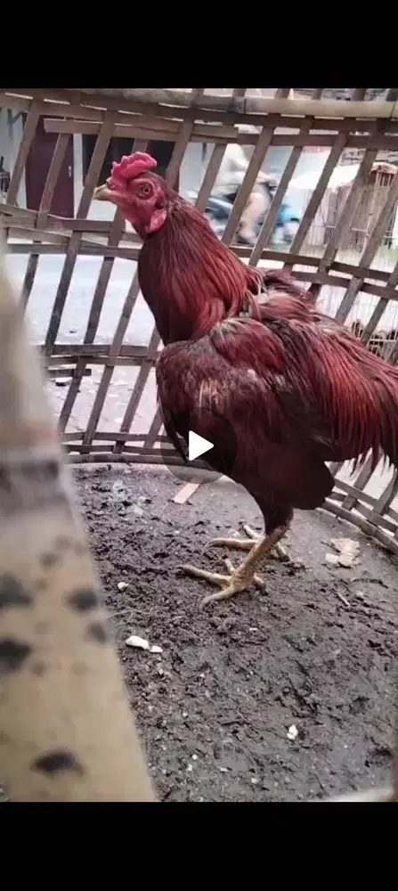 Ayam Siam Pakoy