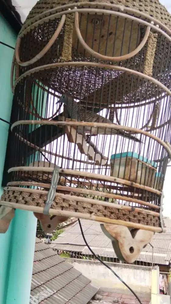 Perkutut Bangkok dan lokal