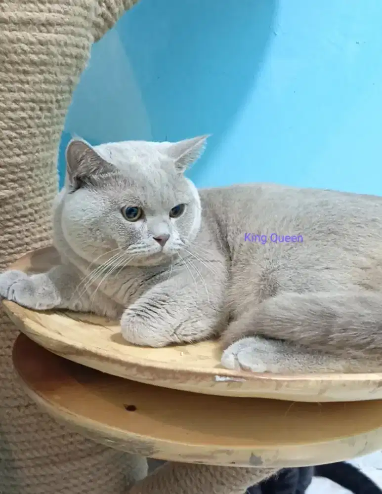 Kucing British Shorthair BSH Lilac Jantan 1 tahun Pedigree WCF
