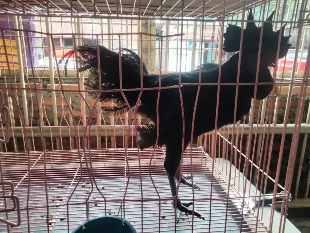 Ayam Cemani lidah Abu