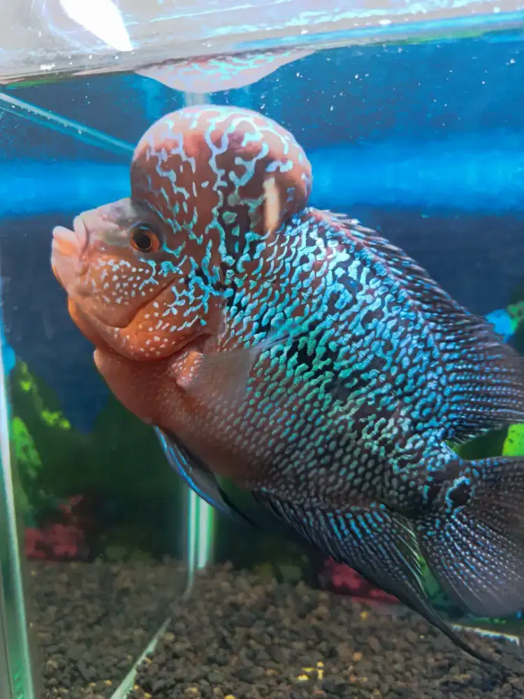 Ikan Louhan ukuran 4jari aktif