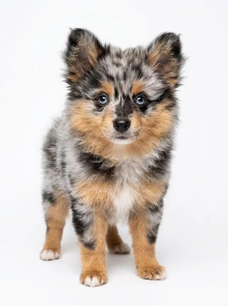 Pom poodle corgi blue merle 2,5 bulan