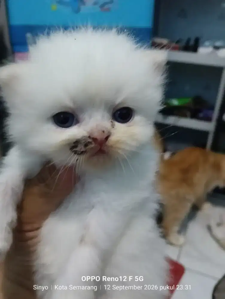 Kucing pesek cebol