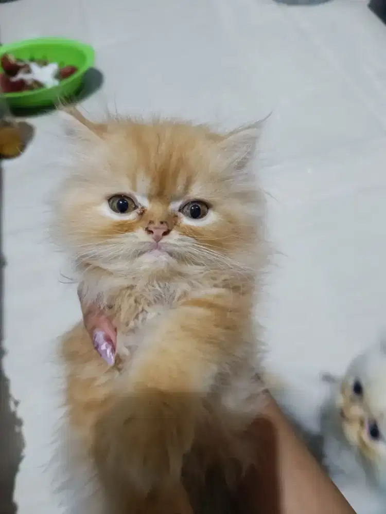 2 kucing persia