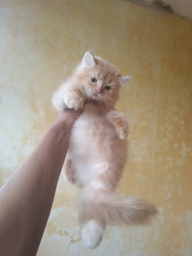 Kucing Persia betina 2,5 bulan longhair dan mandiri