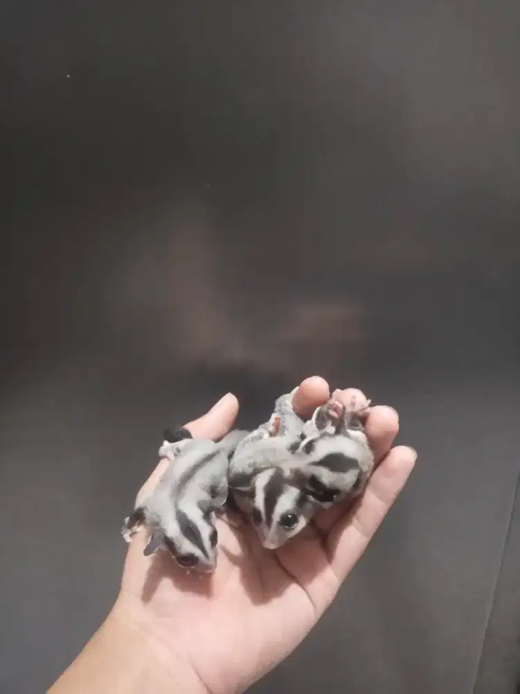 Sugar Glider Classic Grey