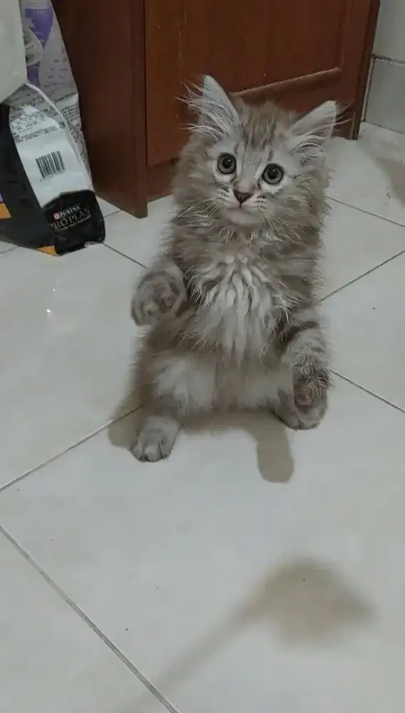 Kucing himalaya mix mainecoon cinnamon marble jantan