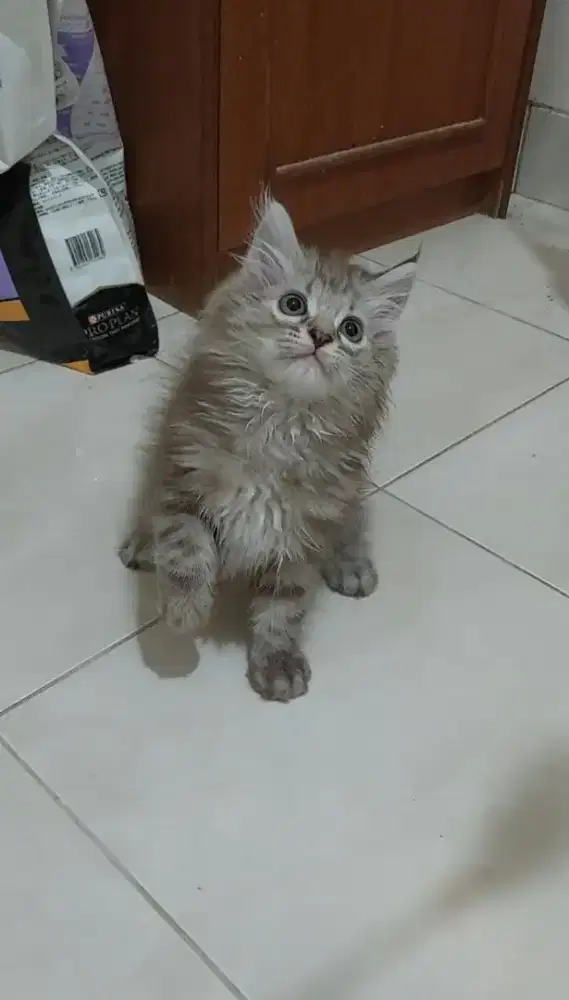 Kucing himalaya mix mainecoon cinnamon marble jantan