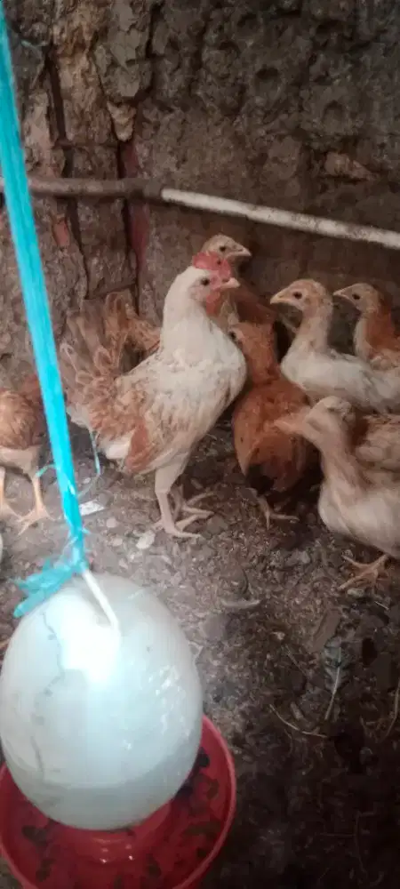 Ayam Kampung Elba