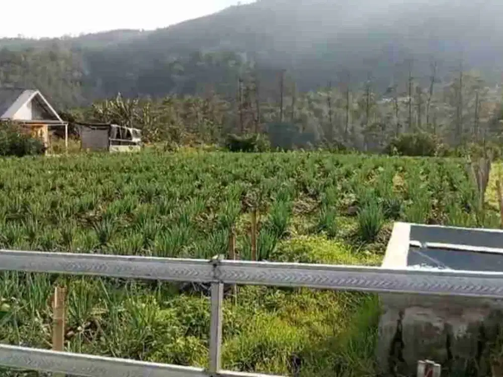 kebun subur berview bagus