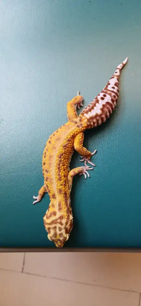 Jual gecko wrna cakep
