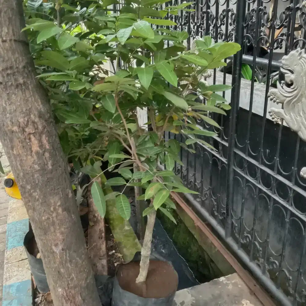Bibit kelengkeng matalada
