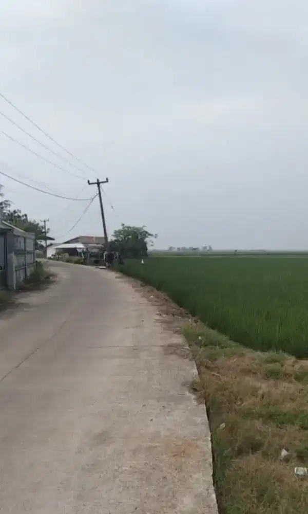 Jual Cepat Tanah Sawah/Tambak