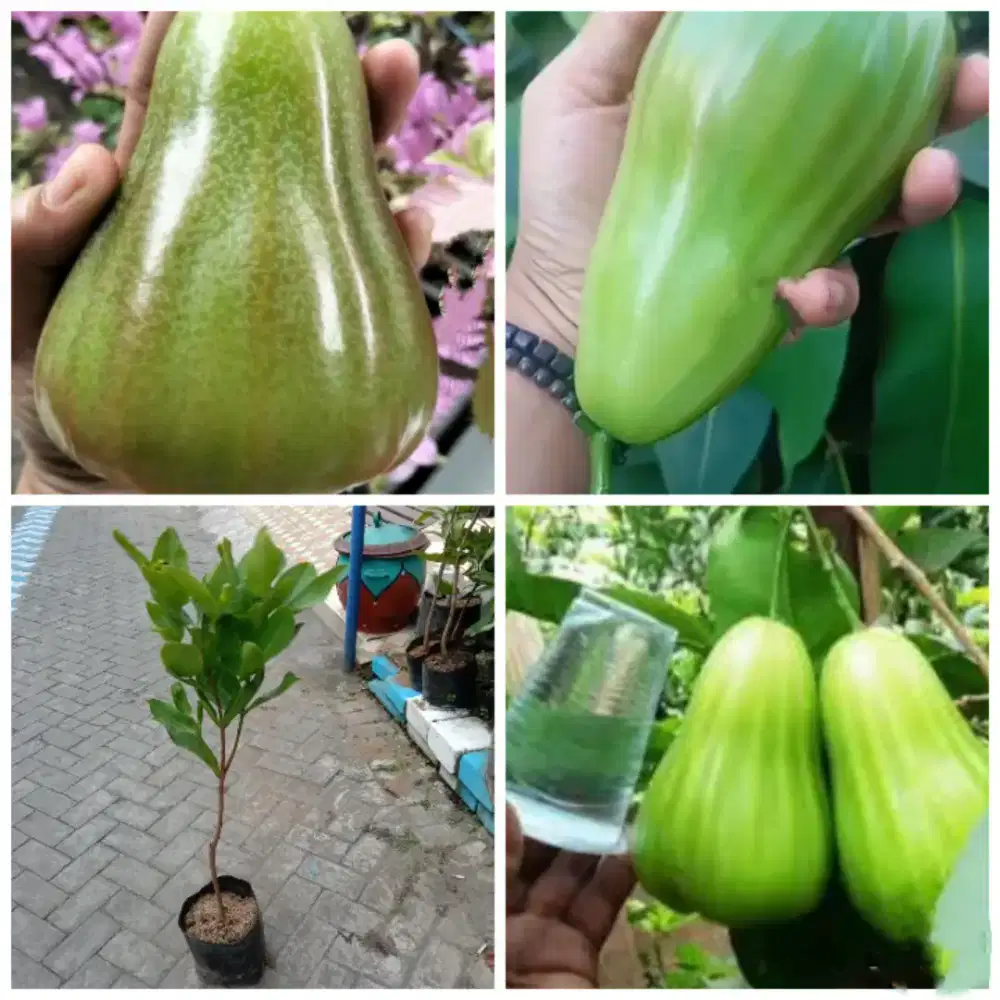 Bibit jambu air green giant