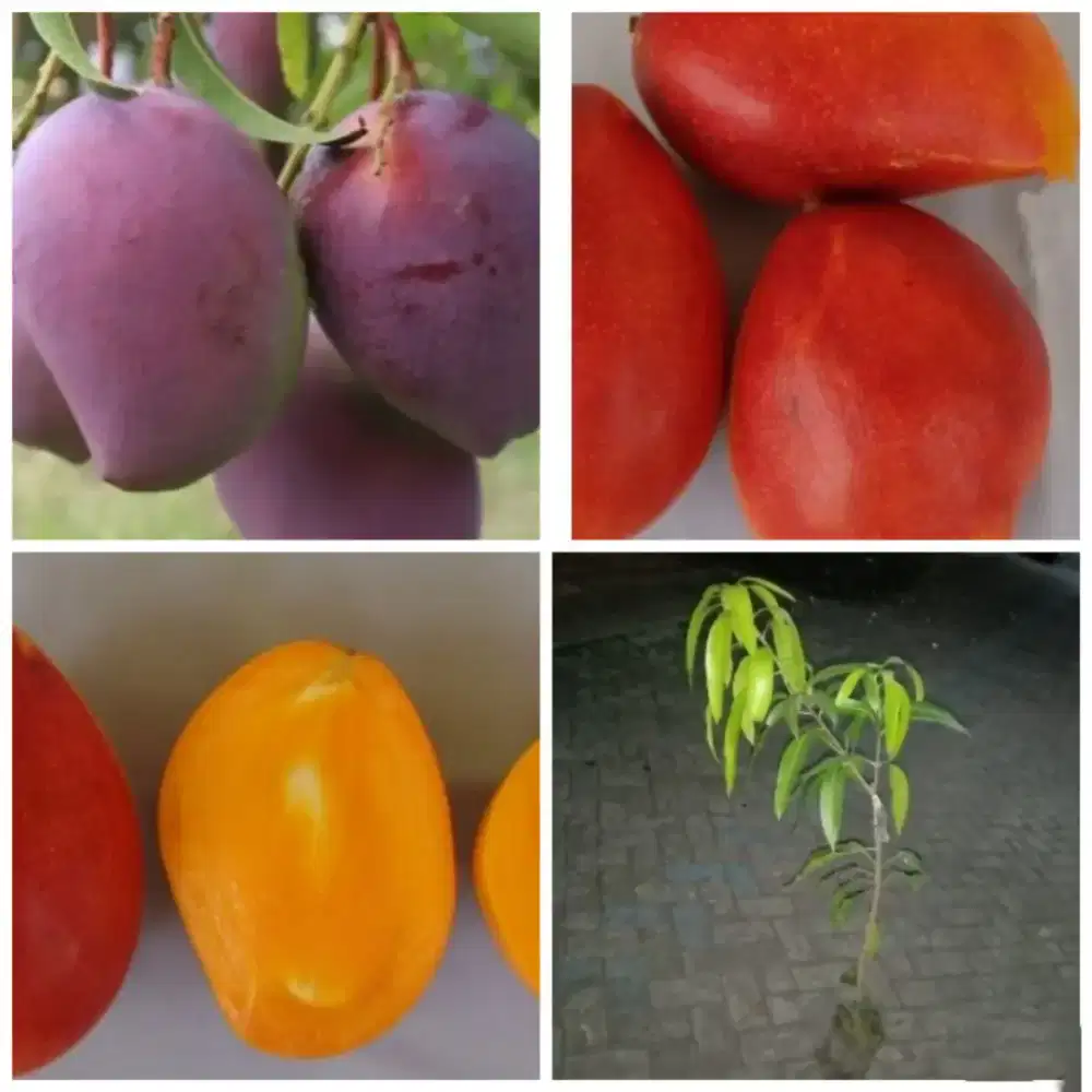 Bibit mangga harum merah