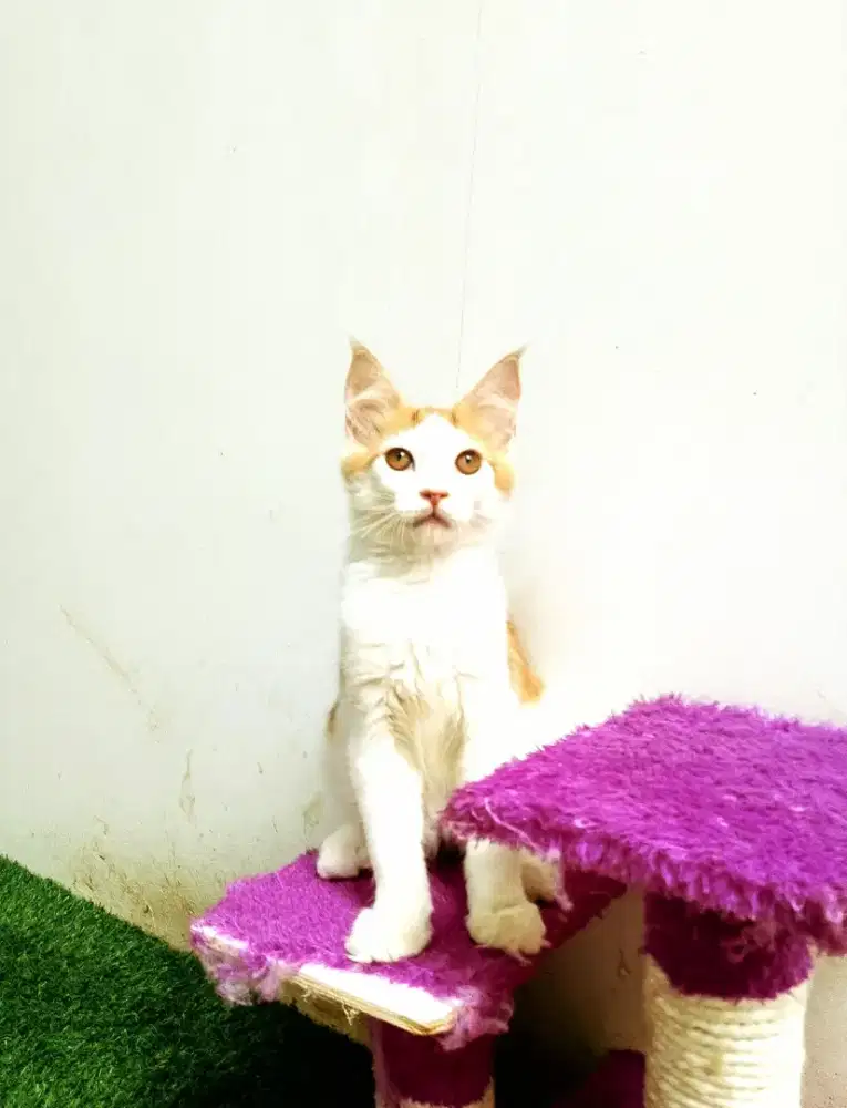 Kitten MaineCoon Jantan Pure No mix. Induk ped Cfa Maine Coon