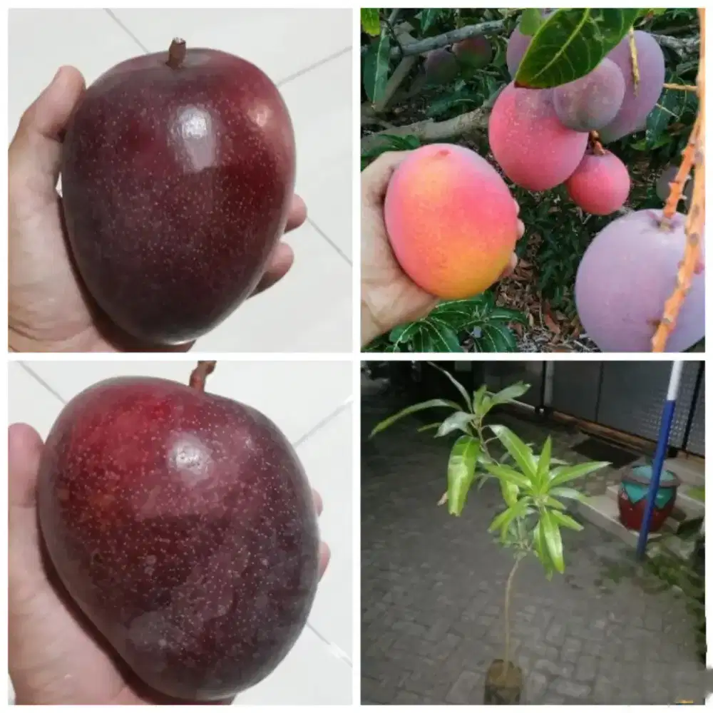 Bibit mangga ping guo wen