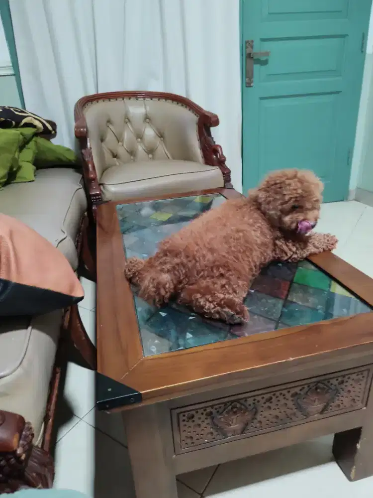 Poodle Betina Usia 1 Tahun Stamboom
