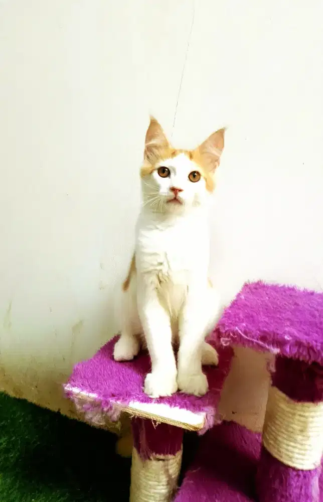 Kitten MaineCoon Jantan Pure No mix. Induk ped Cfa Maine Coon
