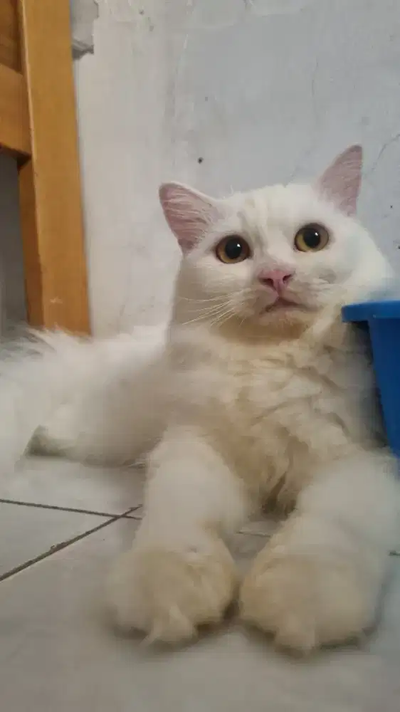 Lepas Adopt Kucing Persia