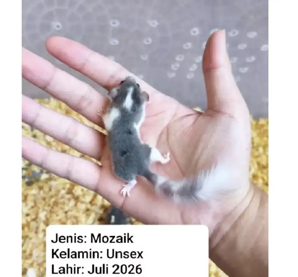 Dormice mozaik 3 bulan | Tangerang