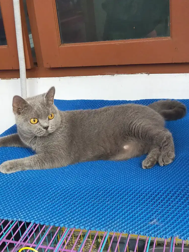 Kucing bsh British shorthair indukan betina blue