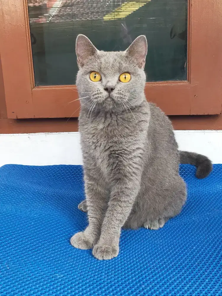 Kucing bsh British shorthair indukan betina blue