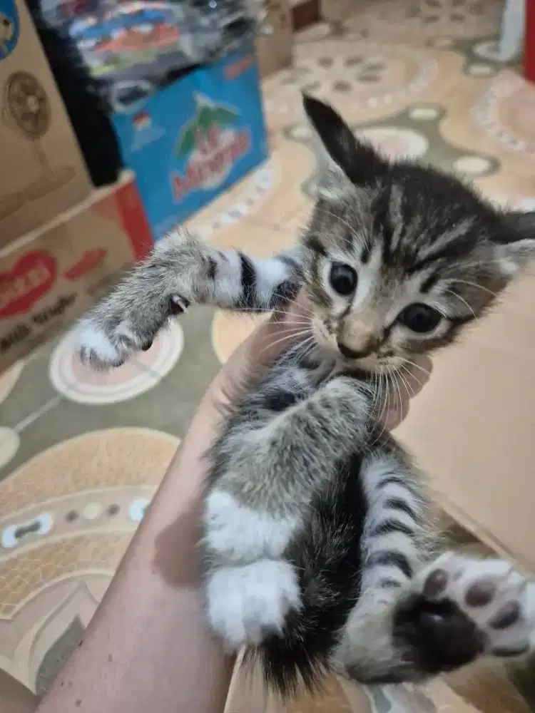 Open adopt Gratis Anak Kucing