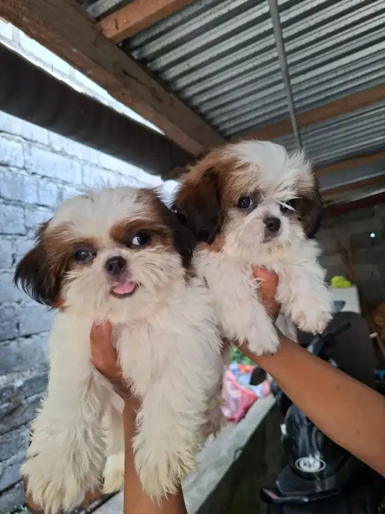 Puppy shihtzu 2,5 bln non stmbm
