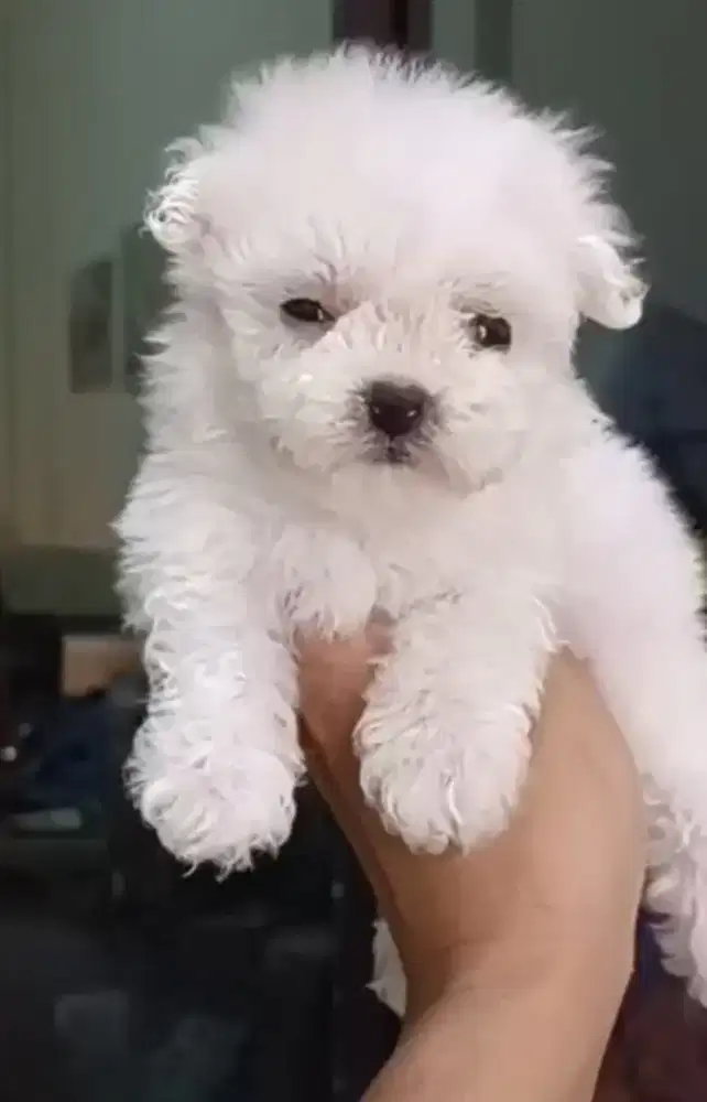 Jual Puppy Bichon
