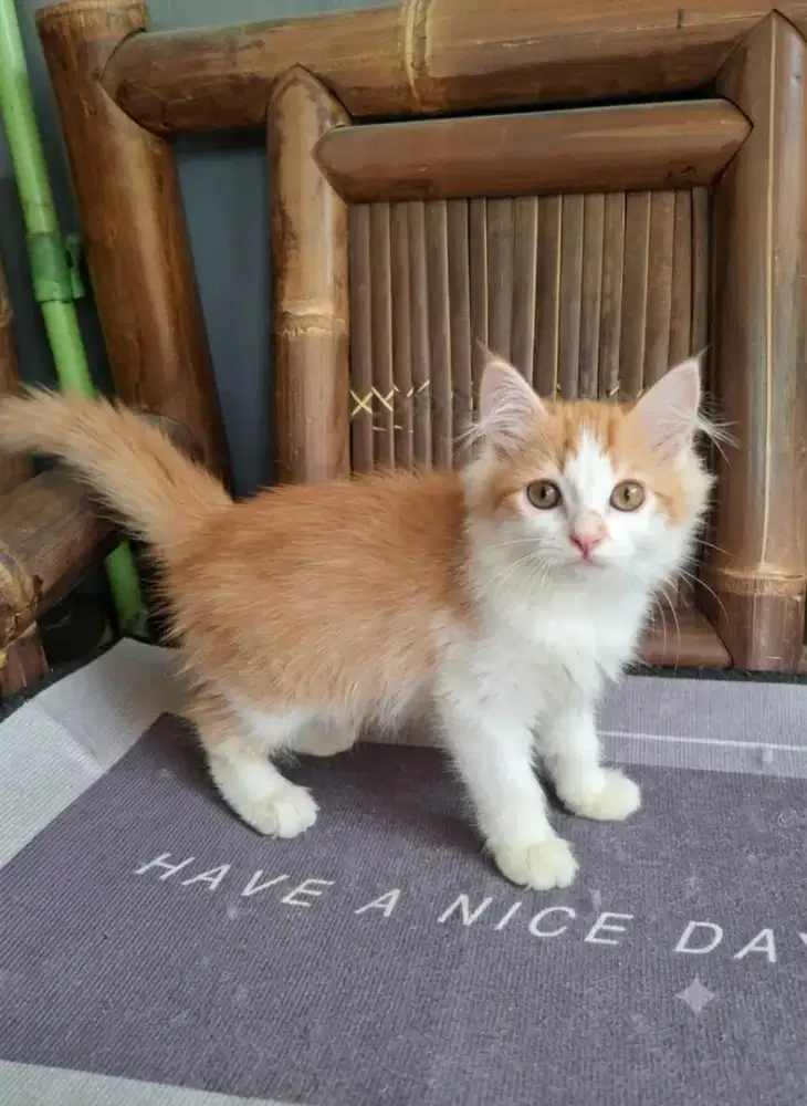 Anak kucing anggora/kitten flatnose jantan/kucing persia  jantan