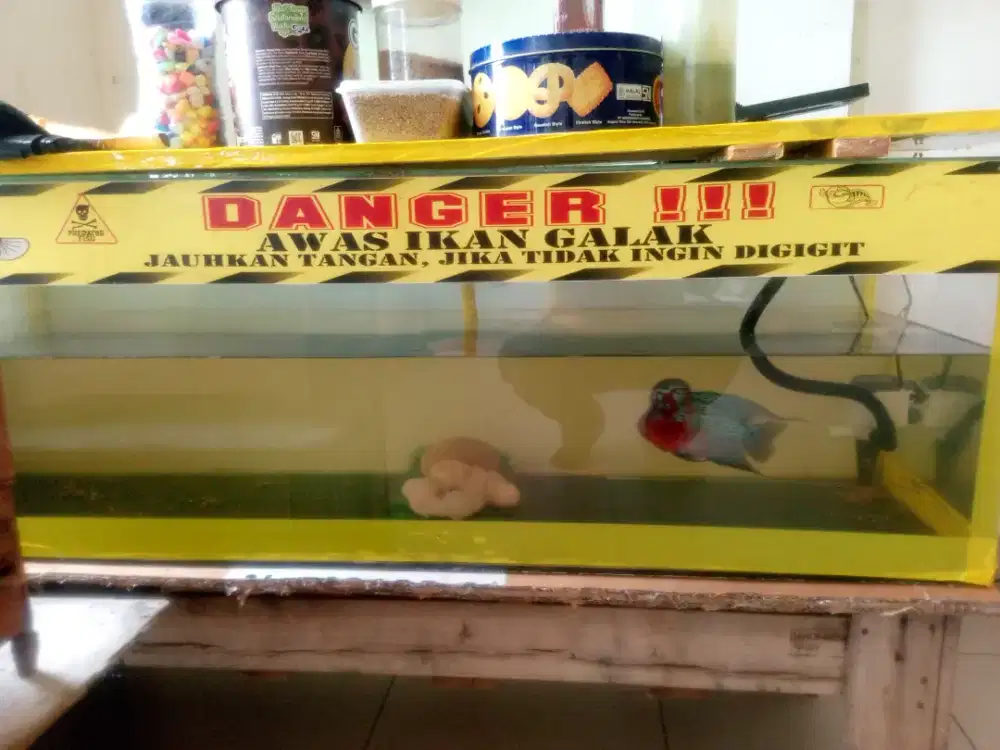 Dijual borongan aquarium+ ikan