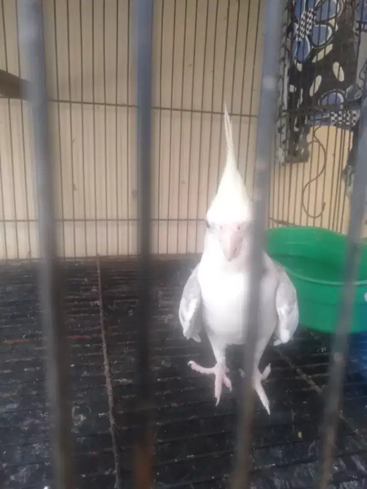 Burung falk Australia