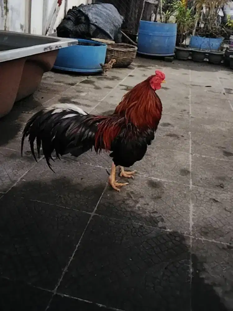 Ayam jago philipina