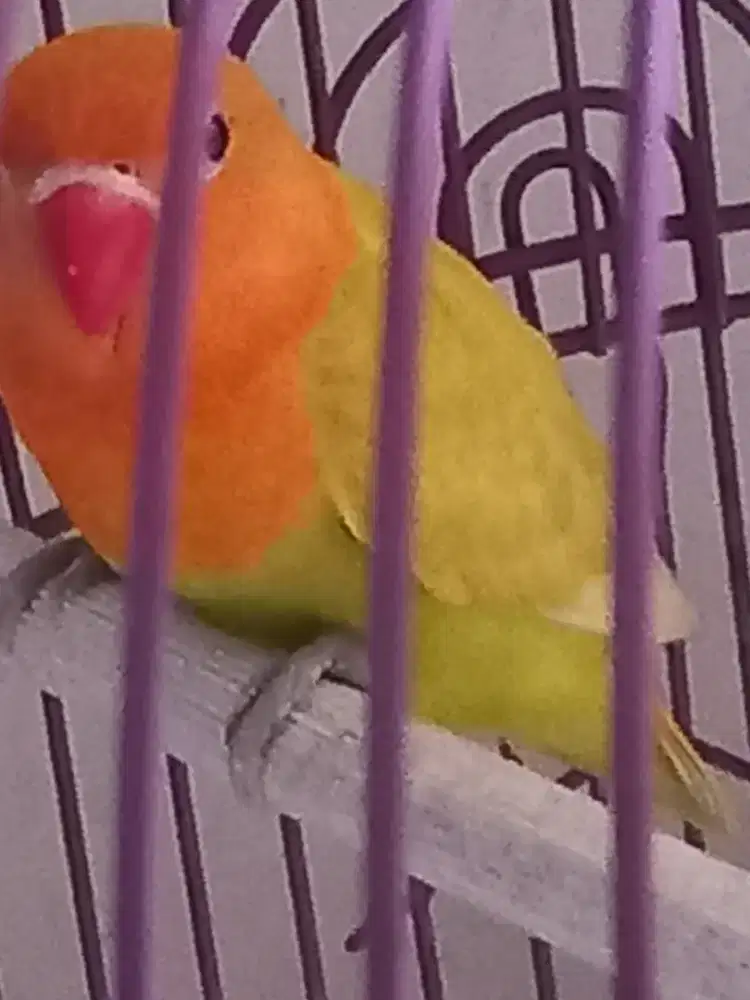 LOVEBIRD BIOLA PASTEL