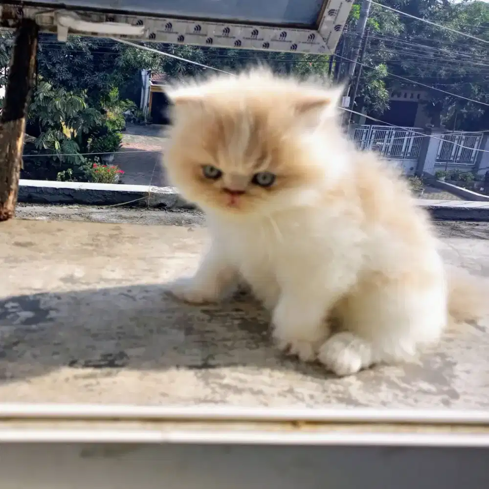 Kitten Persia peaknose/flatnose betina