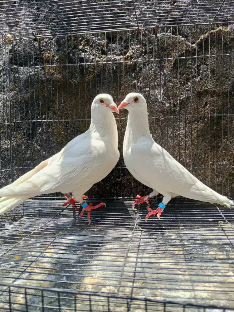 Sepasang merpati Pos putih bersih
