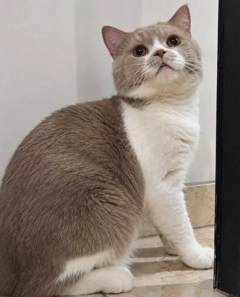 Bsh Bico Lilac jantan