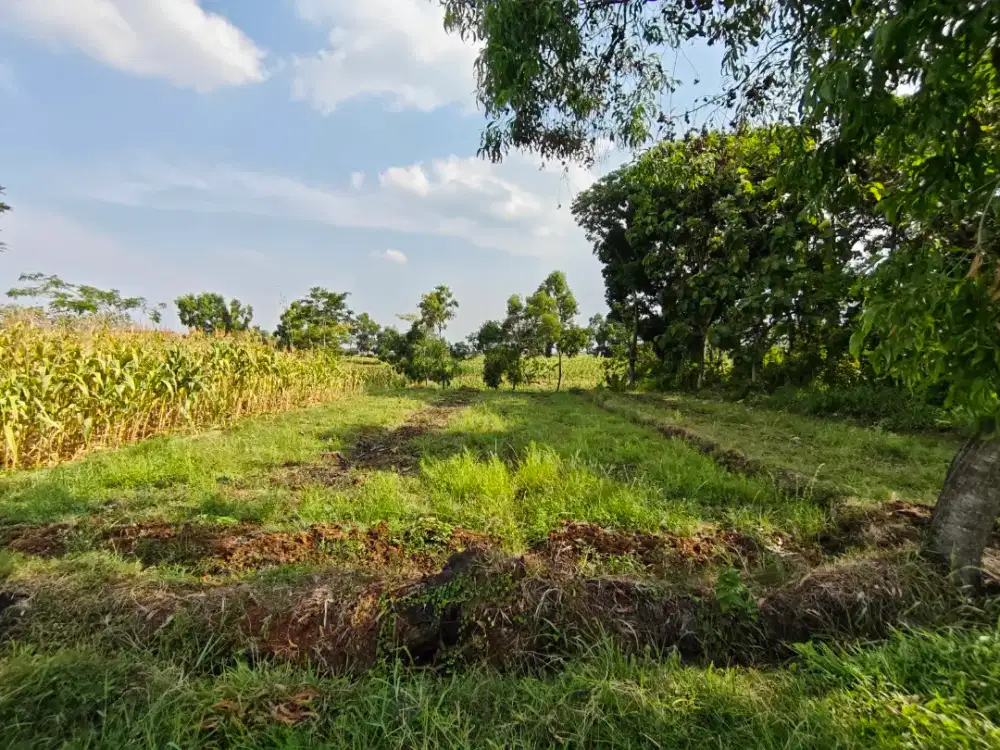 Dijual Tanah Lokasi Belakang Samsat Magetan