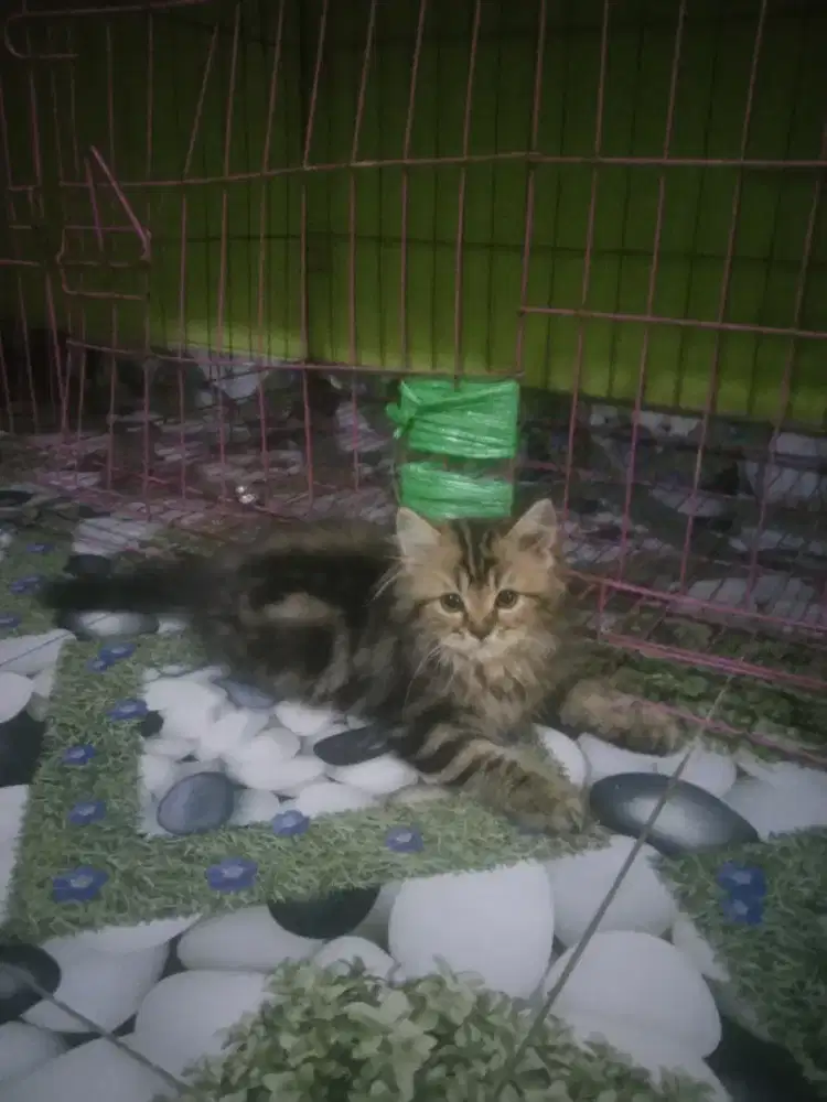 Persia longhair betina 2,5 bulan betina sudah mandiri warna marble