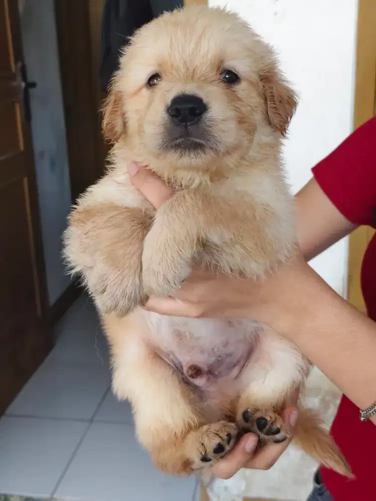 Anakan golden retriver