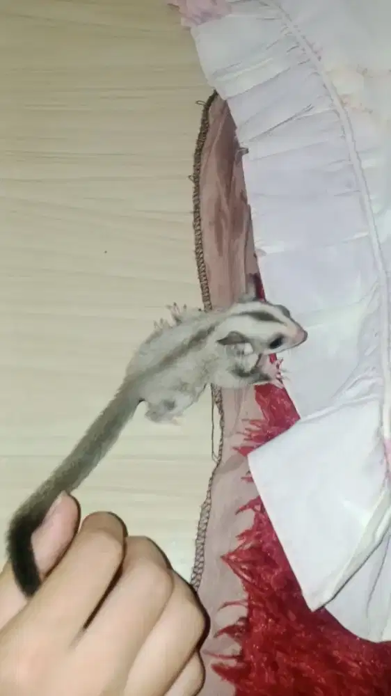 Sugar Glider Platinum Betina