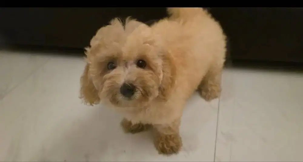 Anak anjing Poodle/Maltese