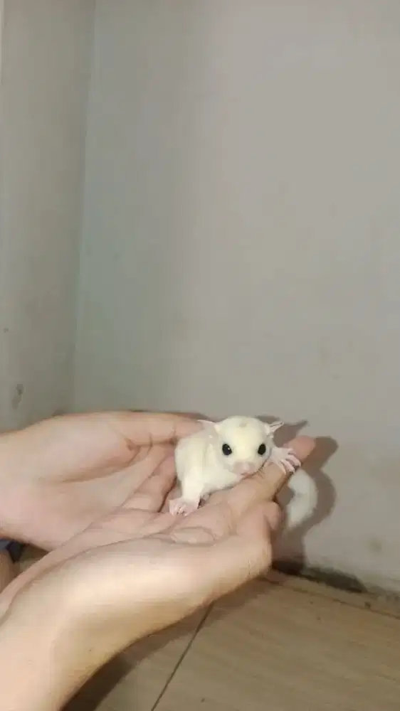 Sugar Glider Leucistic Betina