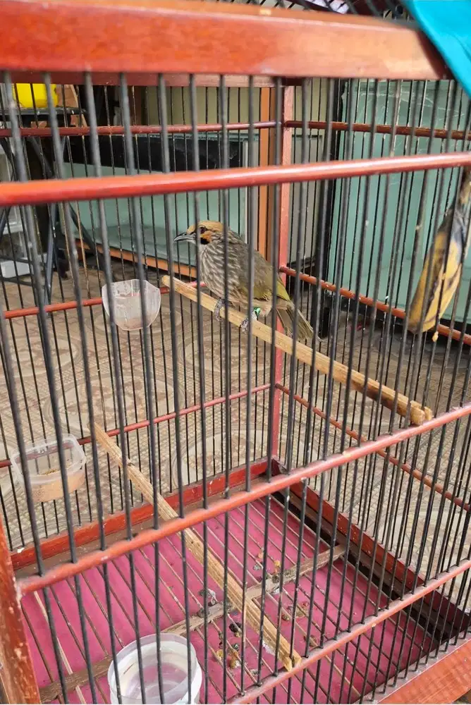 Burung Cucak Rowo Dewasa (Betina)