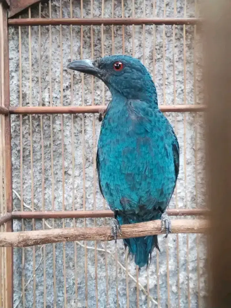 cucak biru anak jantan tos ngoceh