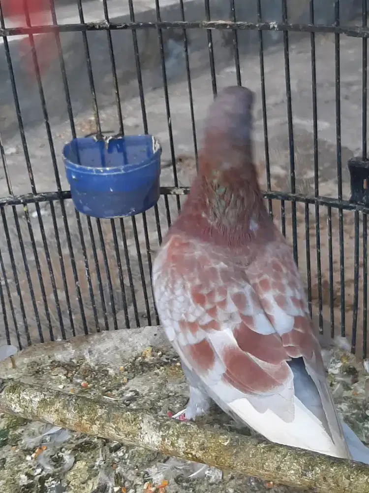 Merpati megan semprang