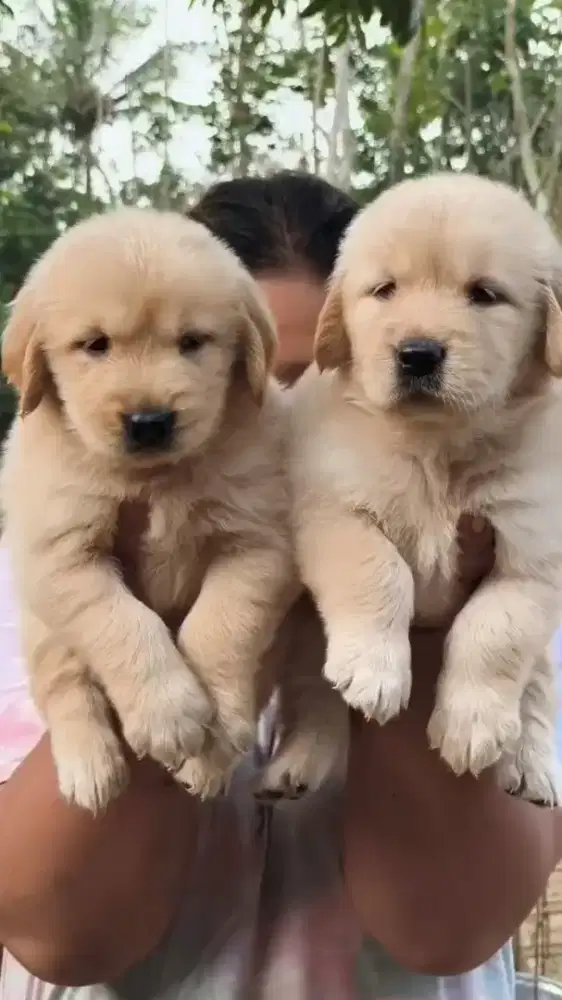 Anak Anjing Golden Retriever Stambum Betina