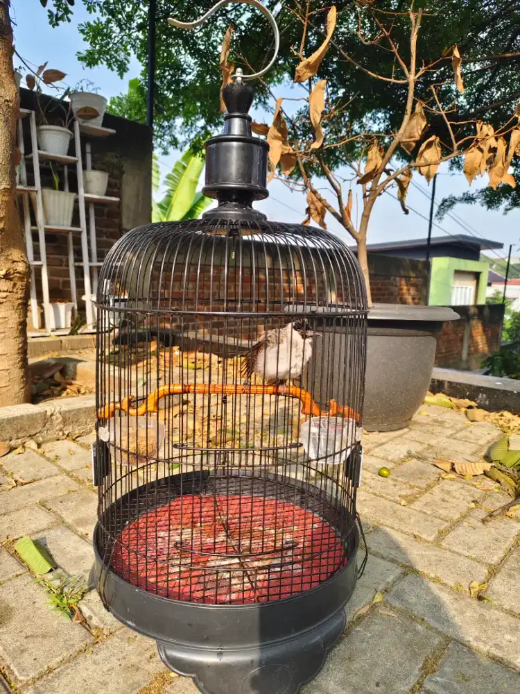 Burung kutilang (cangkurileung)