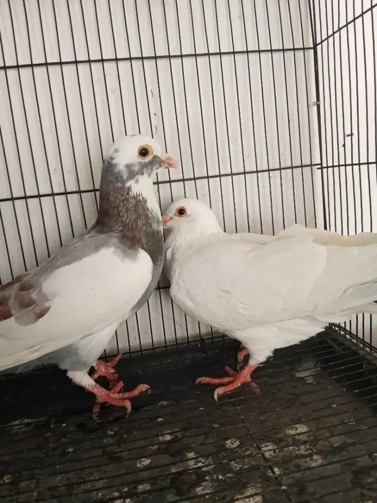 Sepasang burung dara blantong